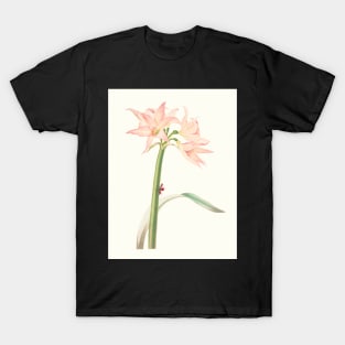 Netted-veined amaryllis - Hippeastrum reticulatum - botanical illustration T-Shirt
